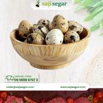 Telur Burung Puyuh