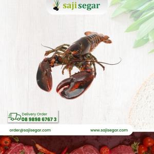  Lobster Pakistan Fresh - Lobster Laut Segar 500gr isi 2-3 Ekor
